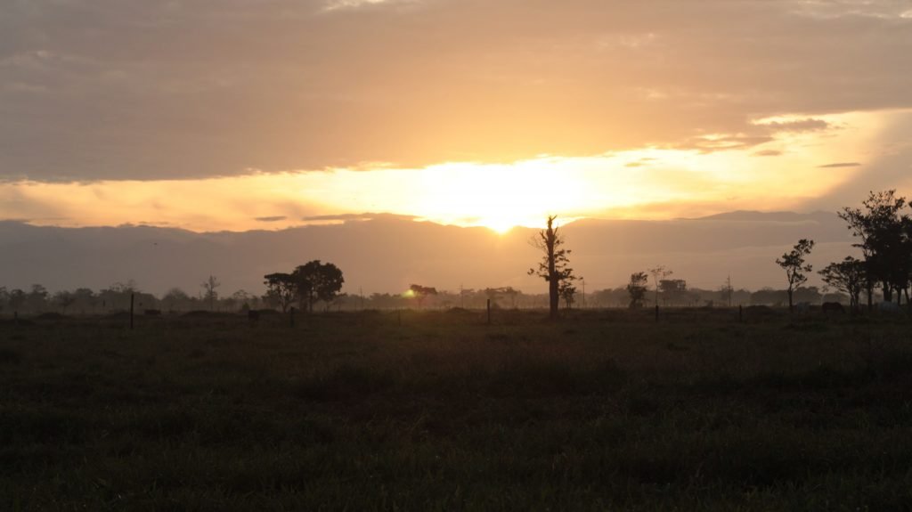 Despojados por la palma