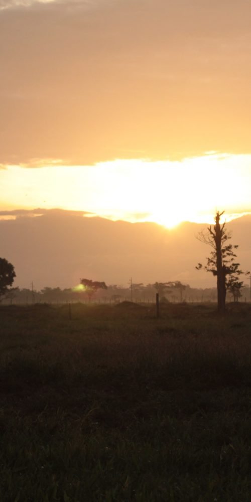 Despojados por la palma
