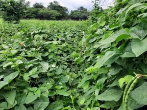 Cosecha de Frijol en Manaure