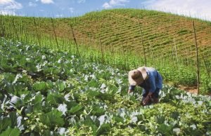 Comunidades Campesinas