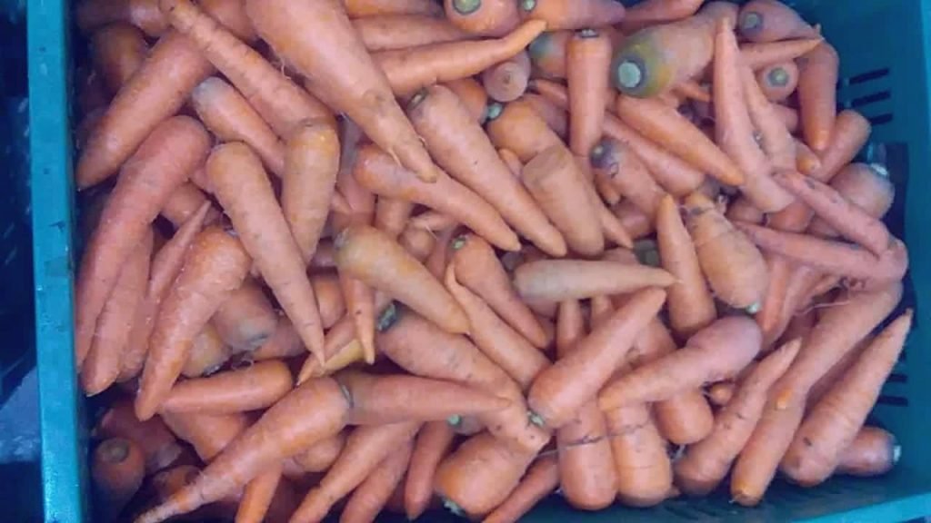 Zanahoria sin agroquímicos